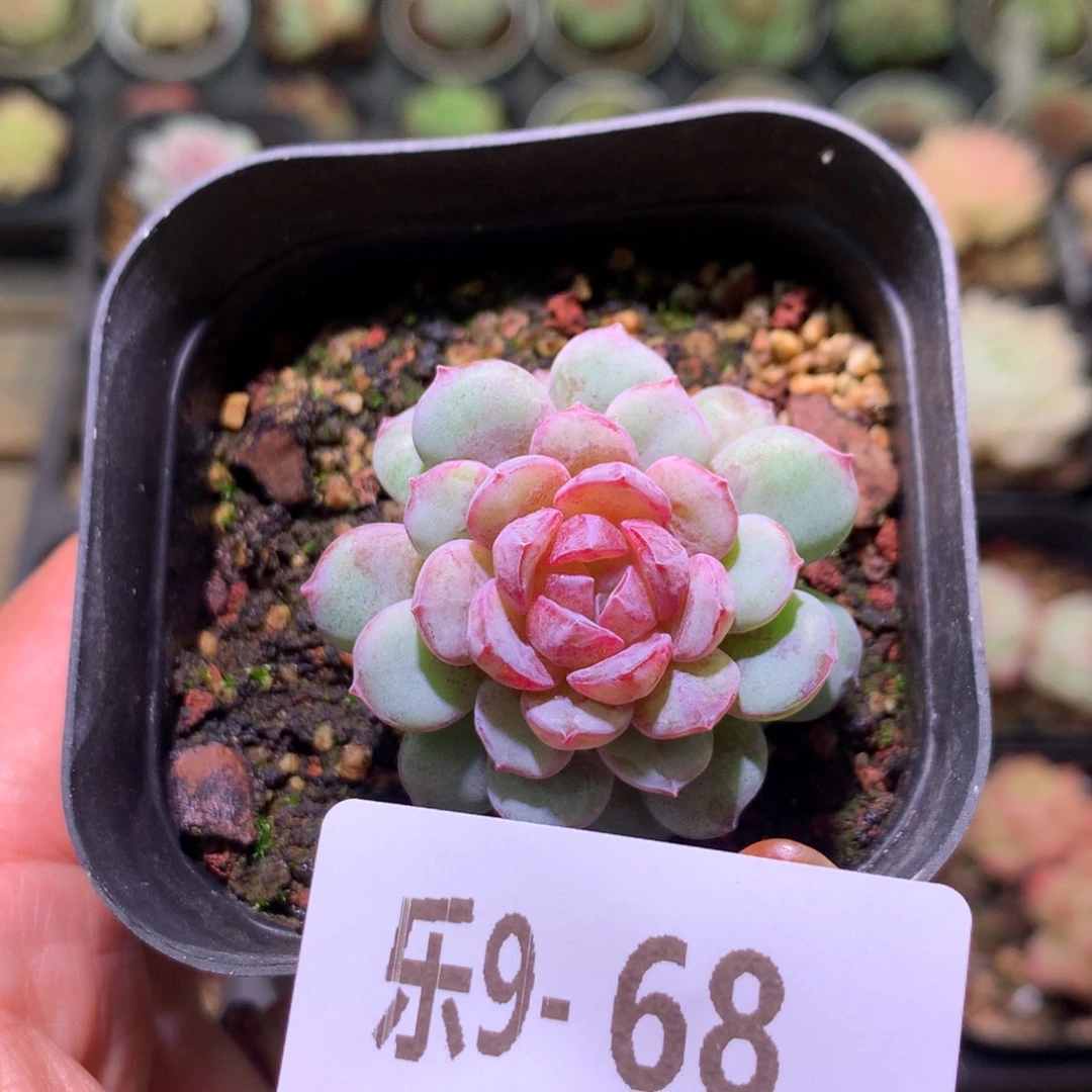 乐然 9-68 血钻单头