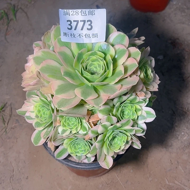 无花朵3773辛尼亚多肉植物2号