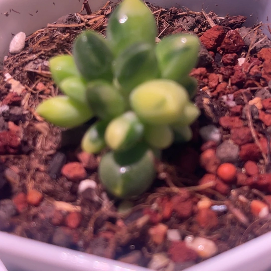 尚品特价千代田锦