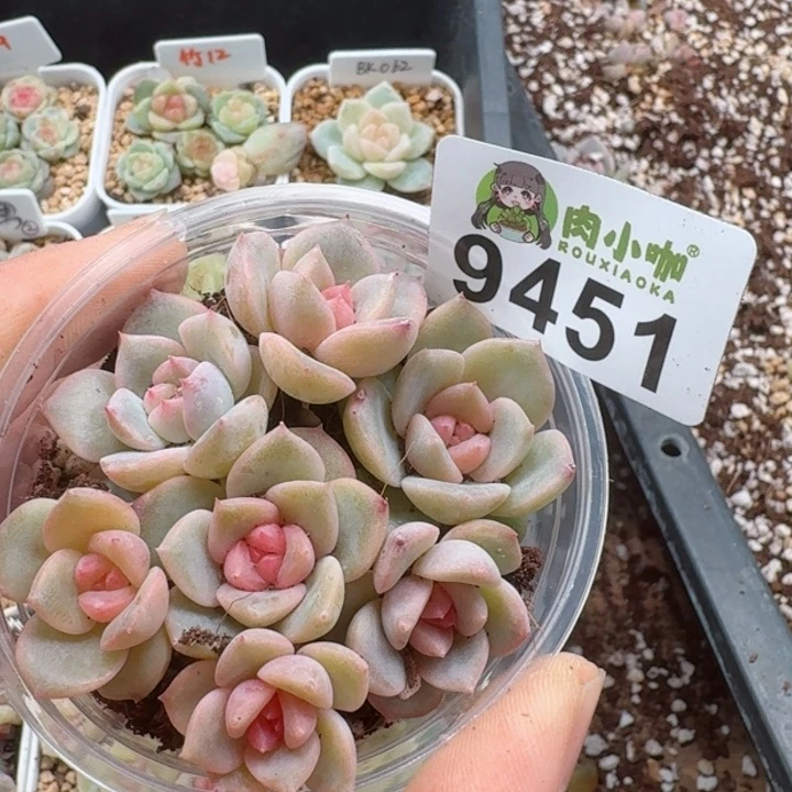 多肉植物多肉植物