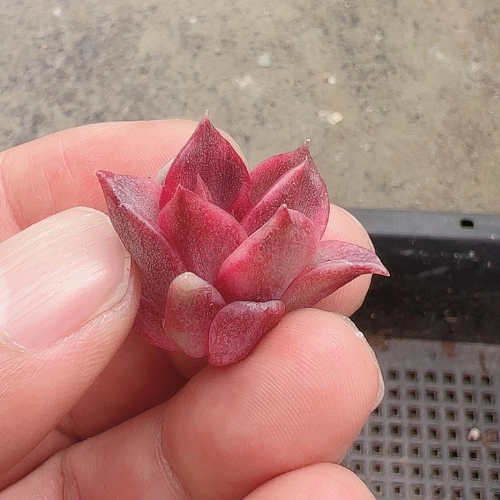 阿*多肉植物多肉植物