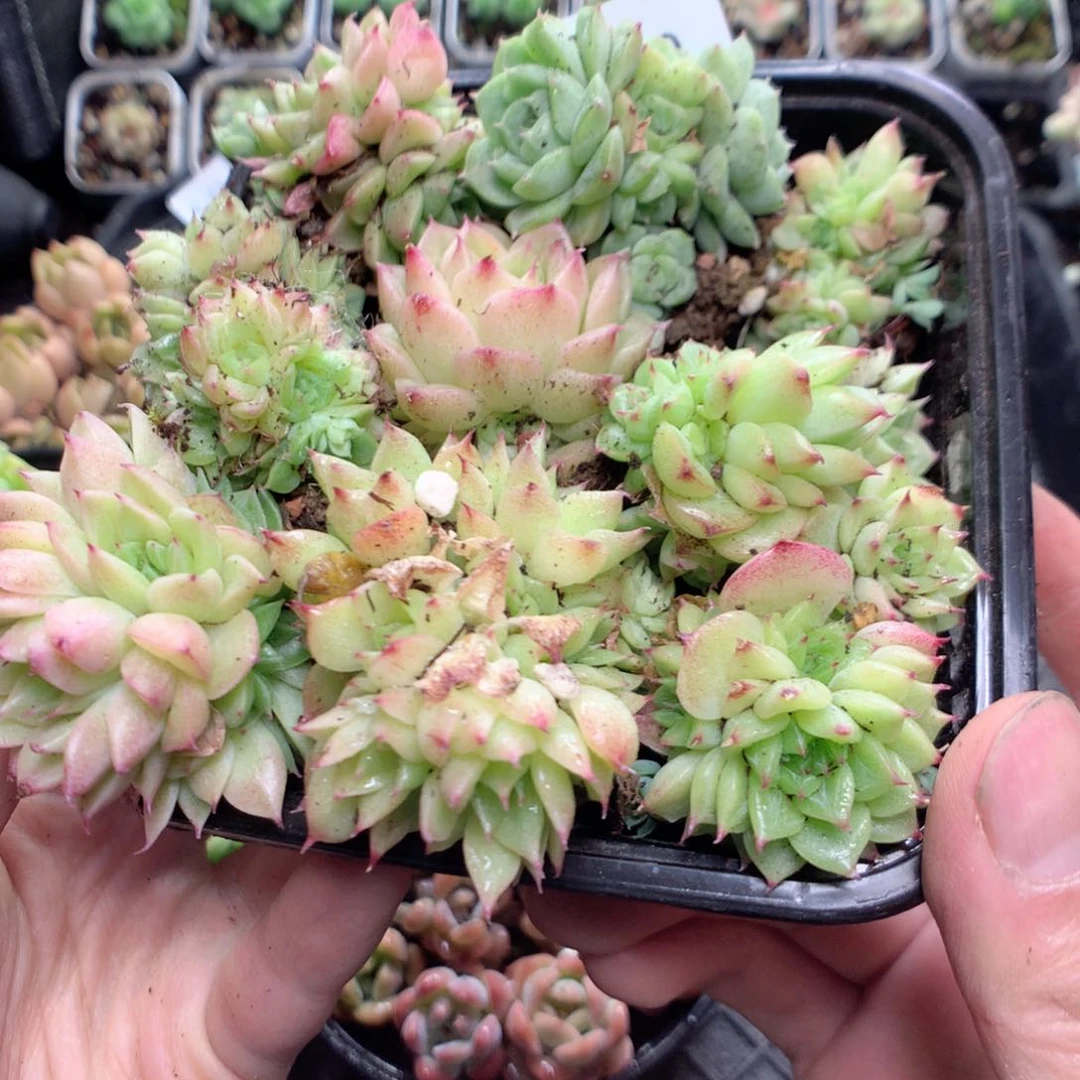 无花朵x50月英语英语英语英语英语