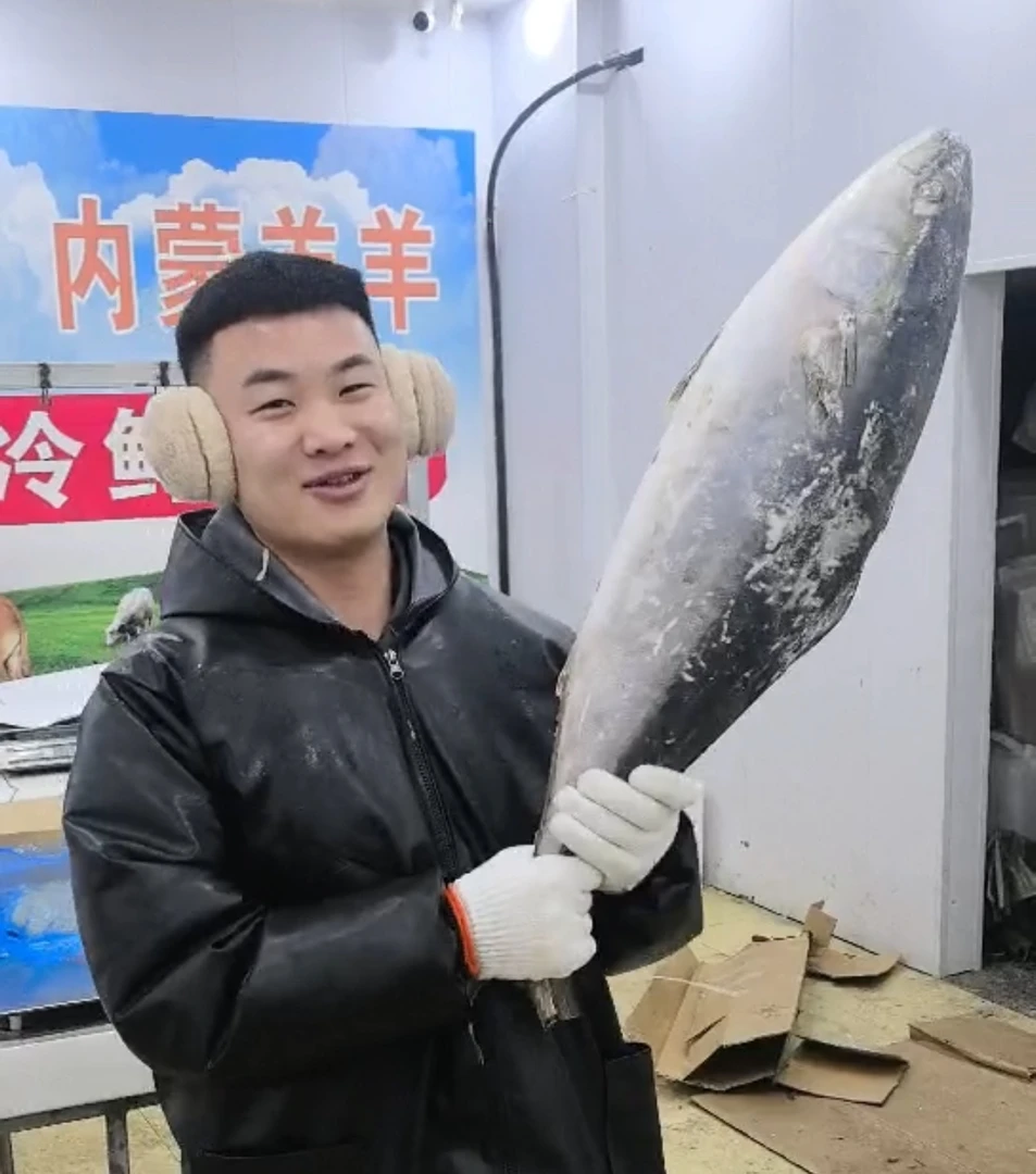 【长春包邮27号停发】整条冷冻金枪鱼礼盒装 13斤左右