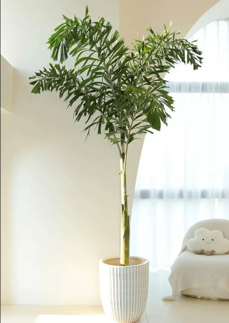 狐尾椰大型盆栽室内外绿植四季常青热带观赏植物