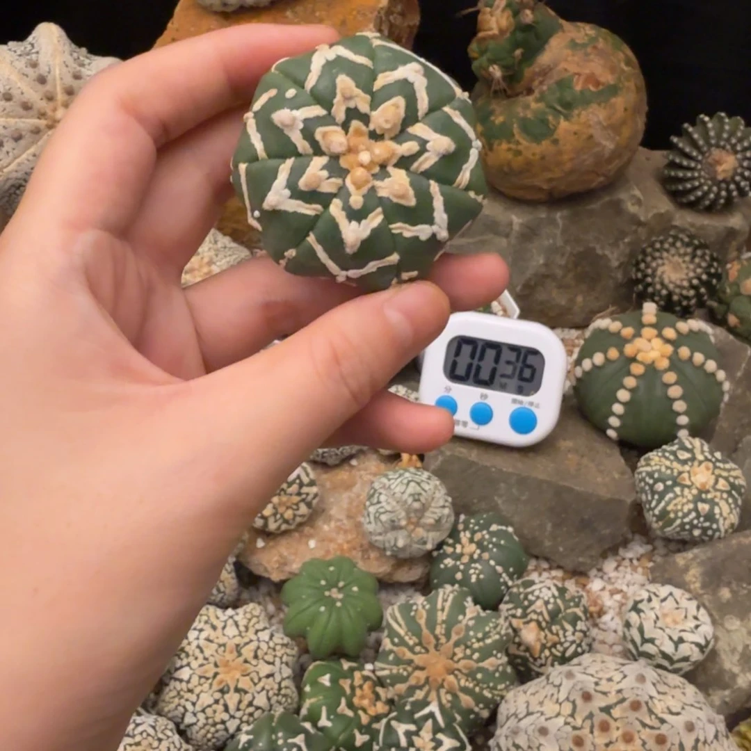 强***者v兜哈哈哈哈哈哈哈