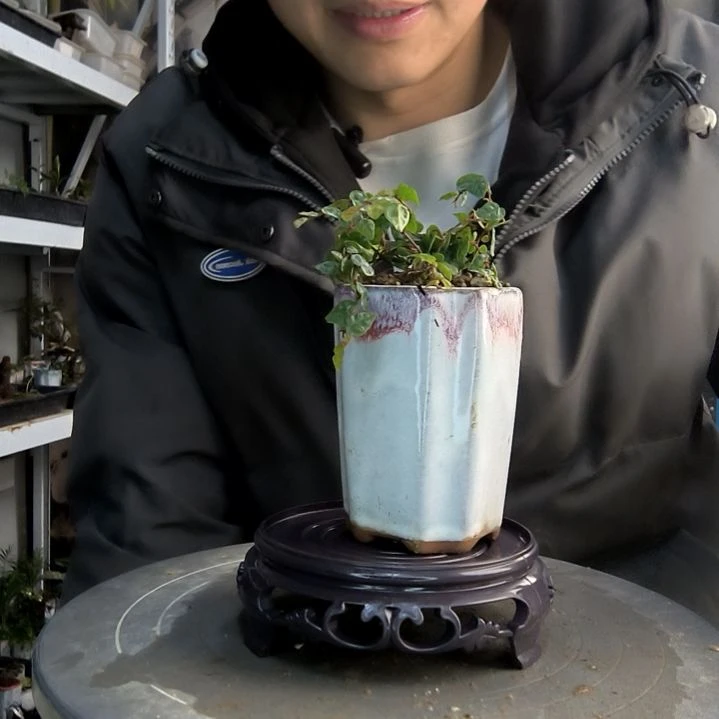 莹小盆景小植物一物一拍20