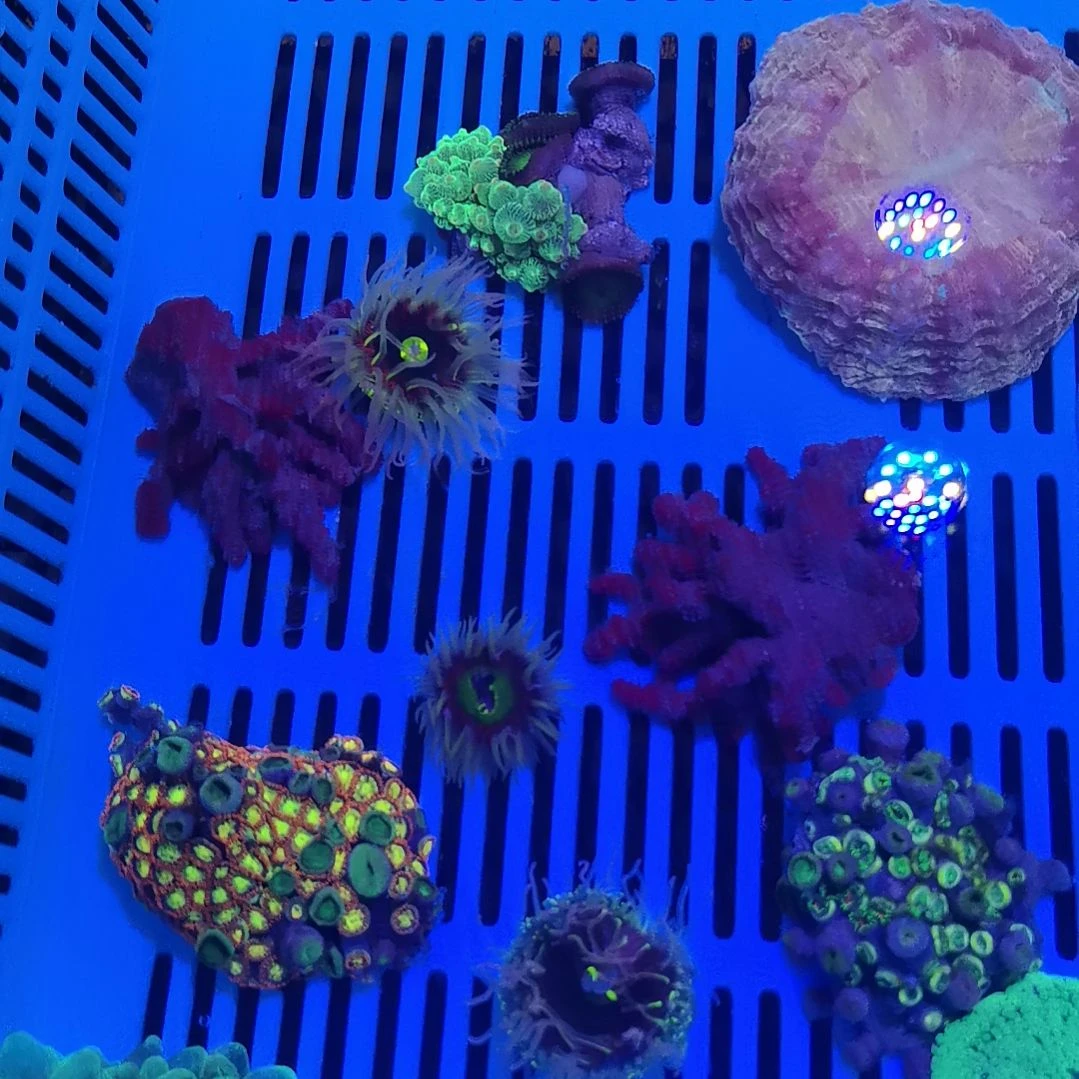 草皮珊瑚绿油海葵3个99