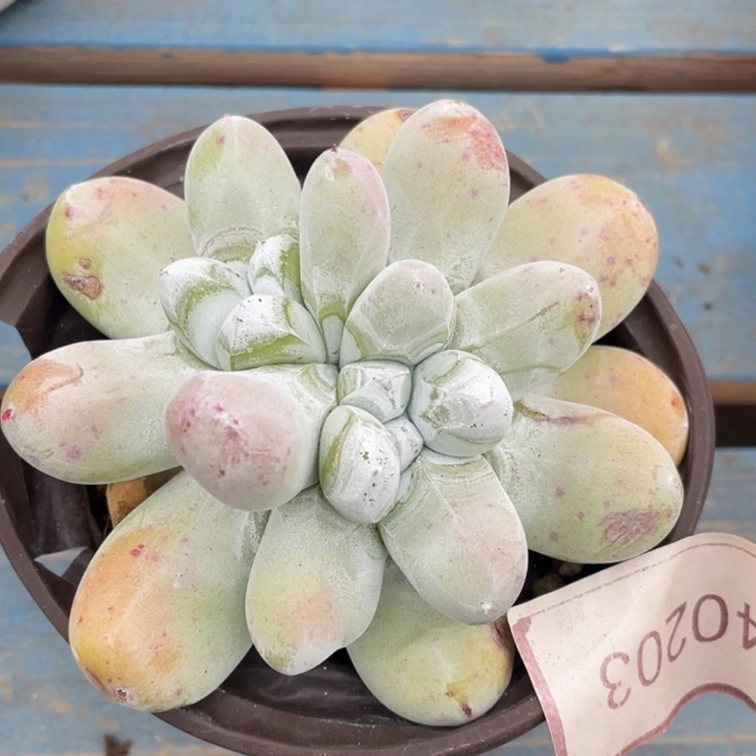 【闪购商品】40203