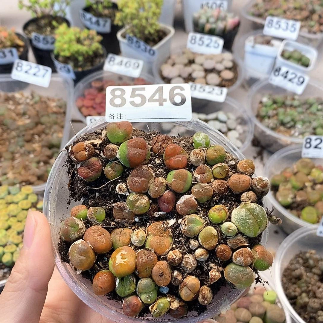 8546水蜜桃啊咯啊哦