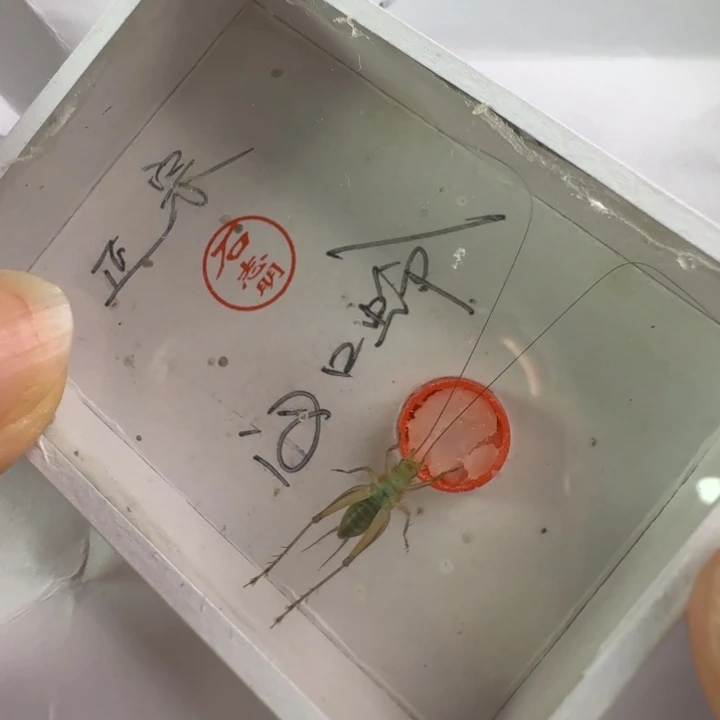 蟋蟀漂亮b一只合适好看