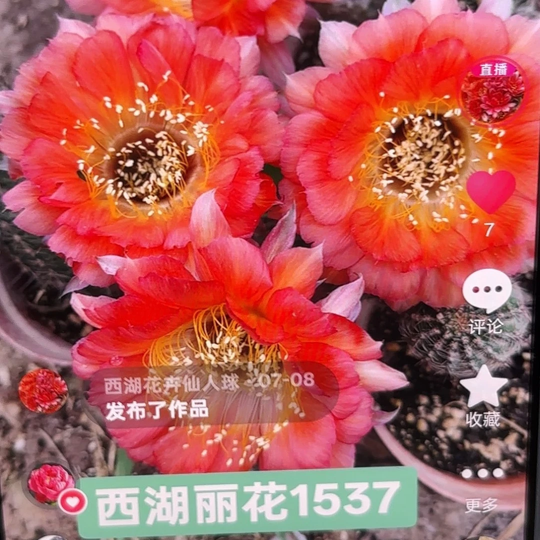1537丽花瑕小侧牙20包邮13
