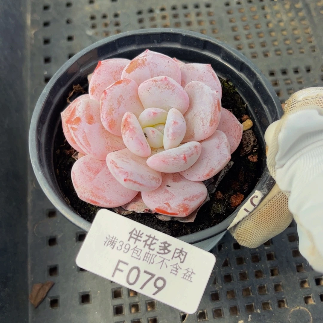 079-冰糕多肉4cm多肉