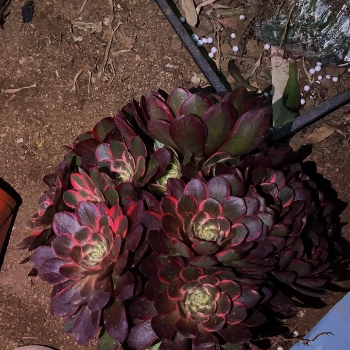 粉花妖多肉植物处理不售后量拍