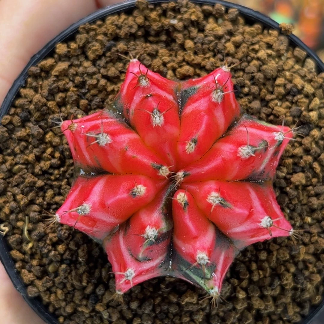 福利 樱花 米哈仙人球