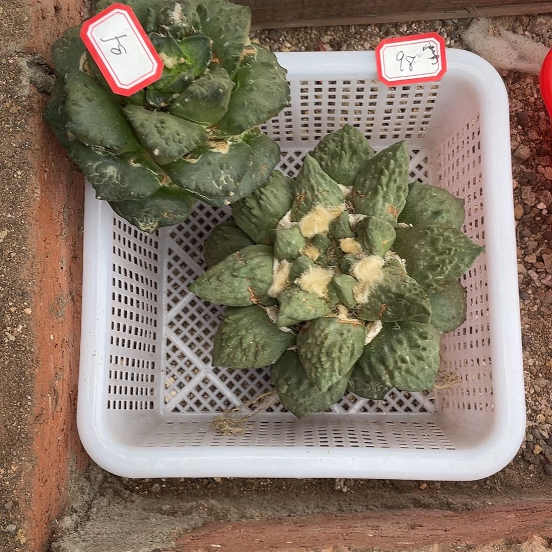 无花朵怒涛和龙角哥杂花牡丹