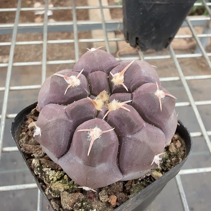 实生大铅皮4仙人球