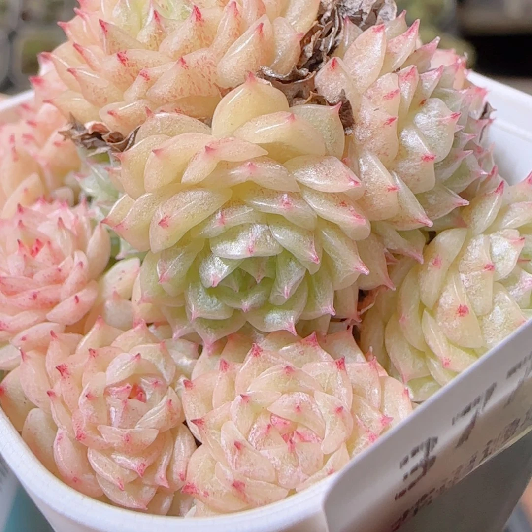花语逸镜1029-377