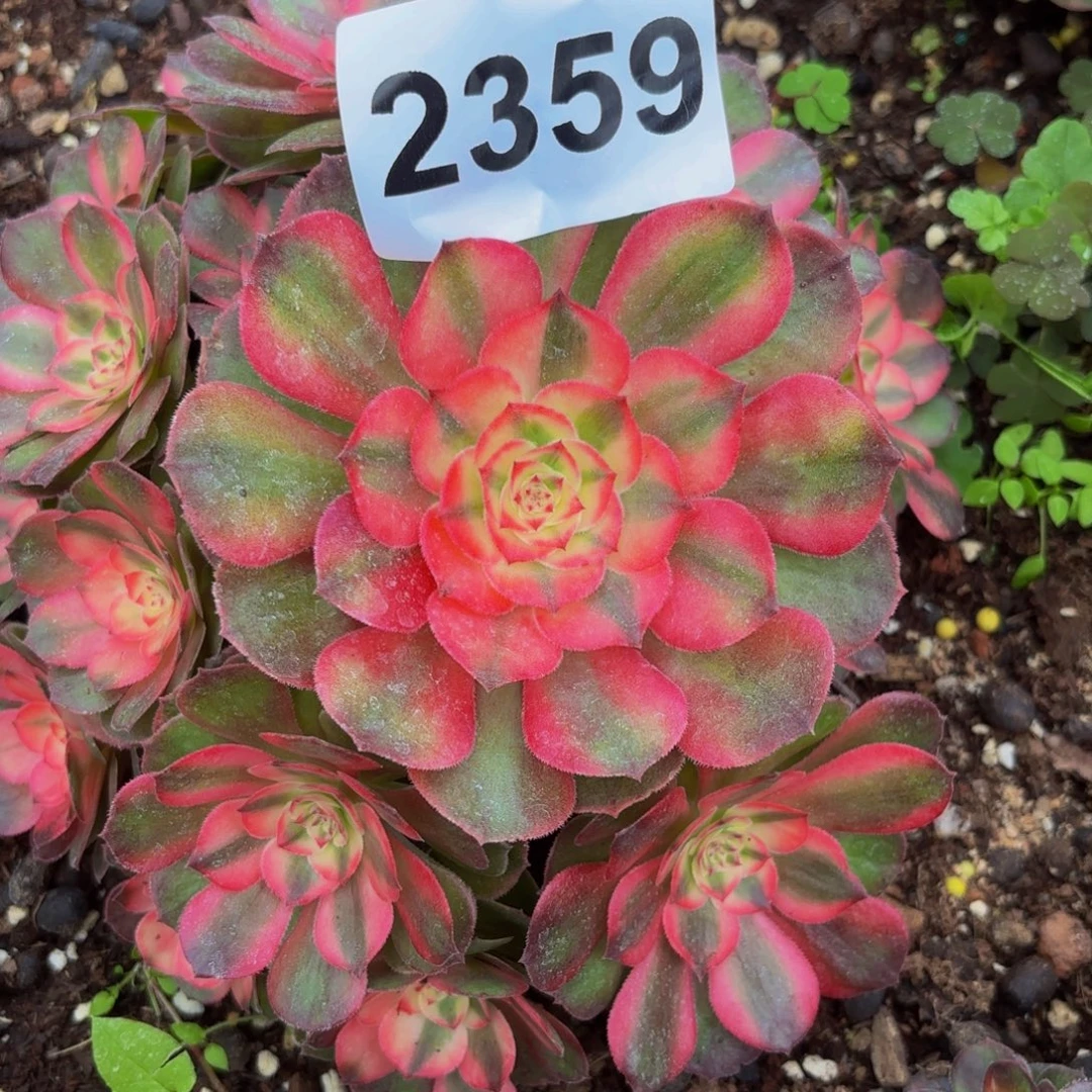 2359多肉植物荔枝