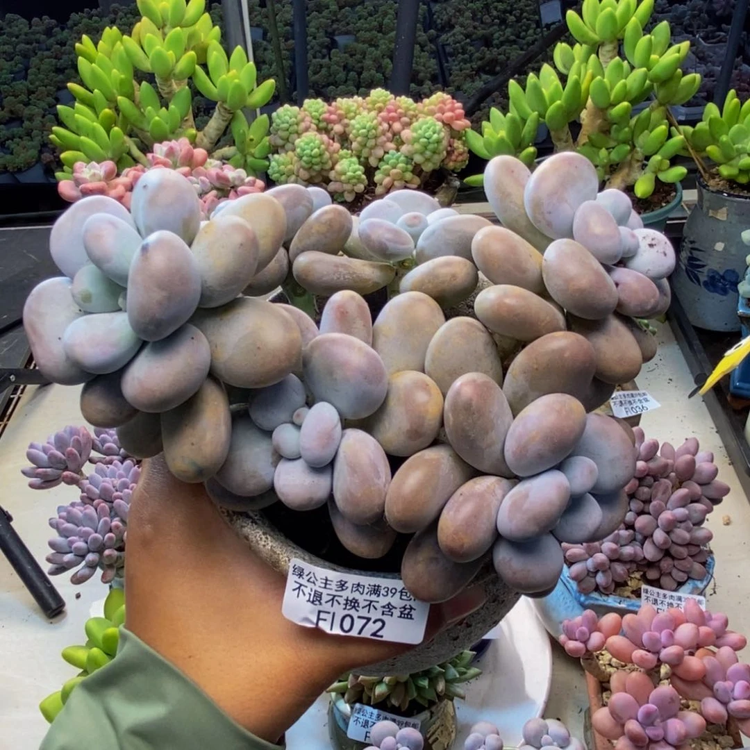 072芭比奶多肉15c m