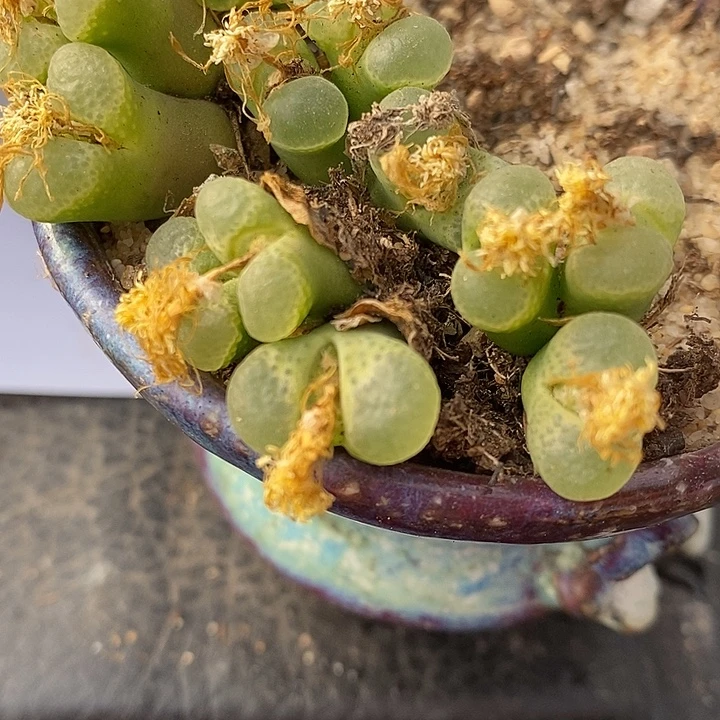 3头樱花风铃一颗。