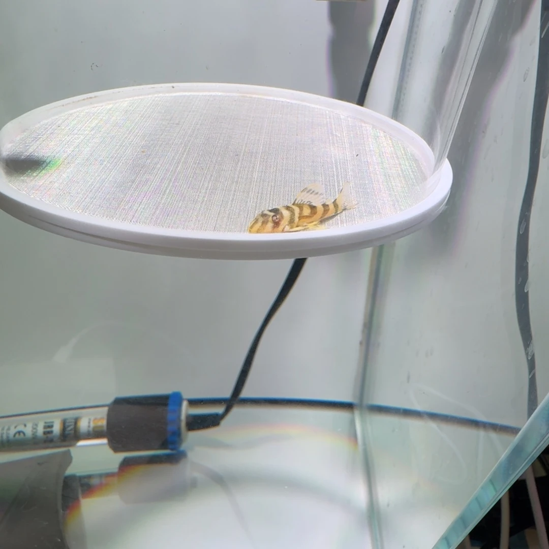 清道夫鱼3号皇室333