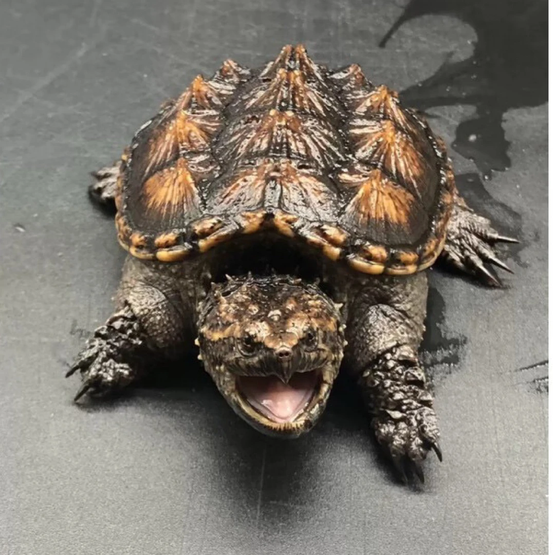 杂佛鳄龟宠物龟进直播间挑选