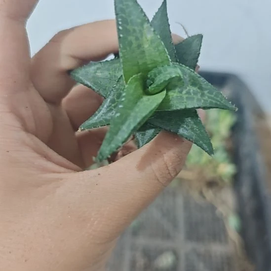 一物一拍，仙人球！！！