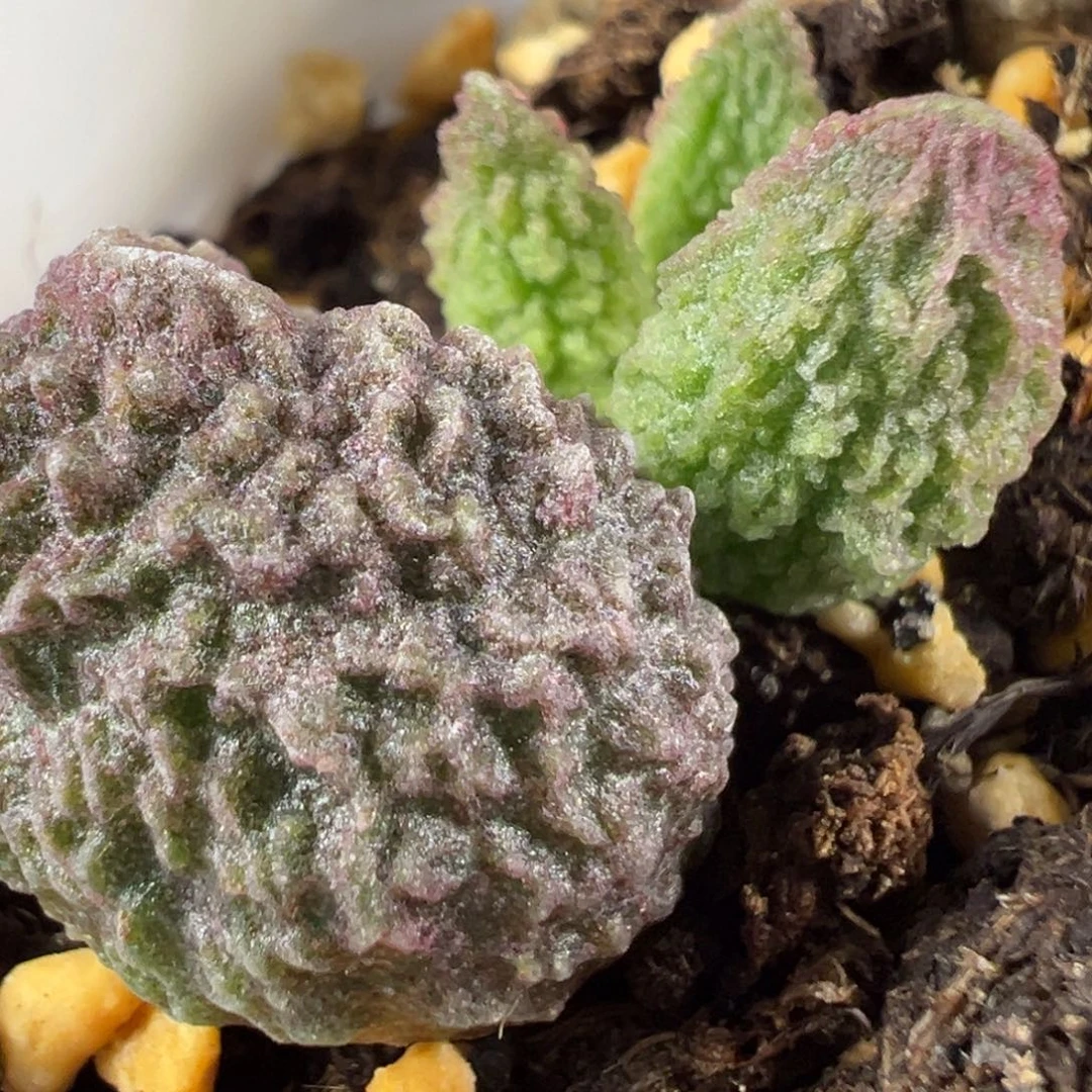 w颗粒款实生新品多肉植物