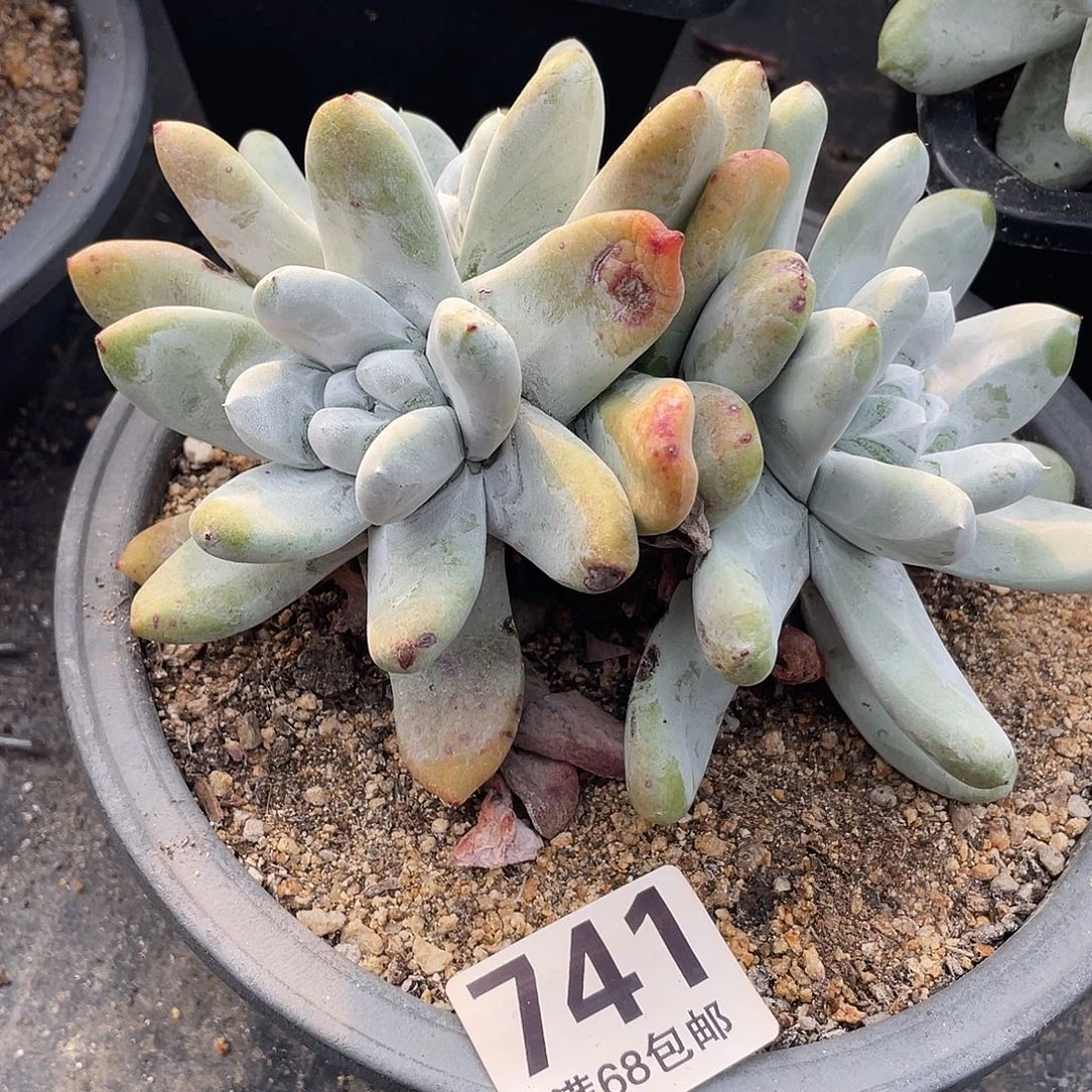 晨溪园艺仙女杯呀