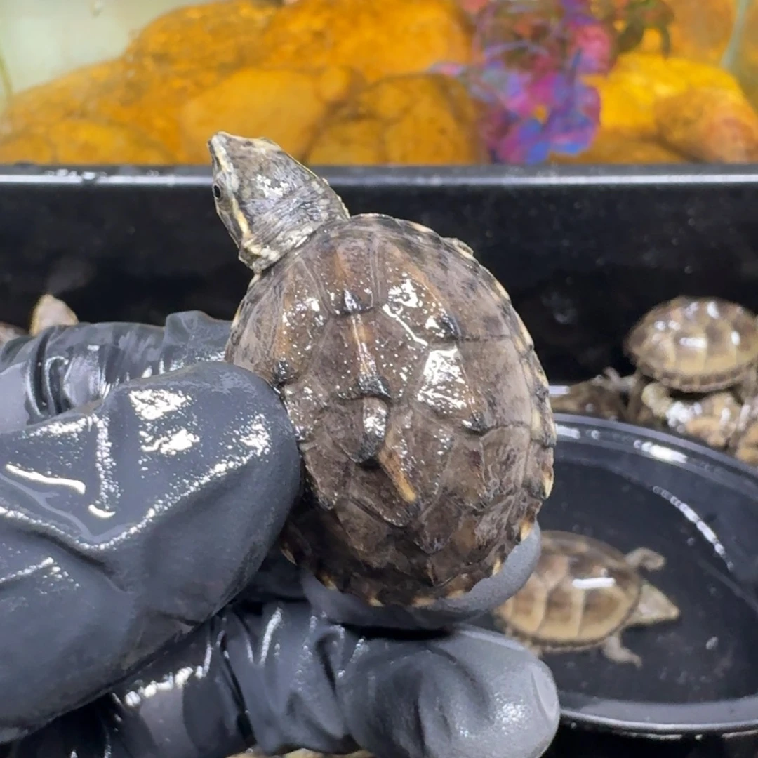 蛋龟不分公母麝香瑕疵