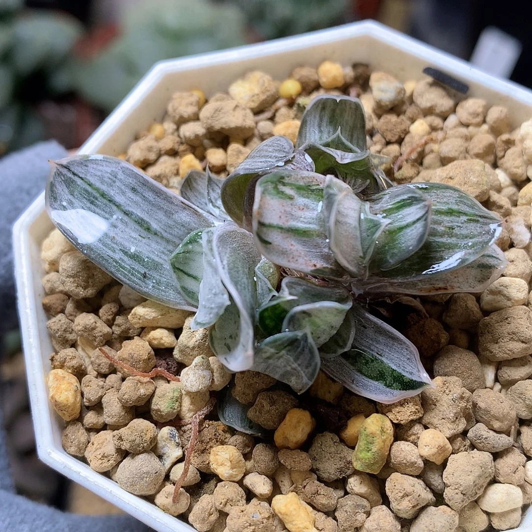 奶油子宝锦带盆土发货