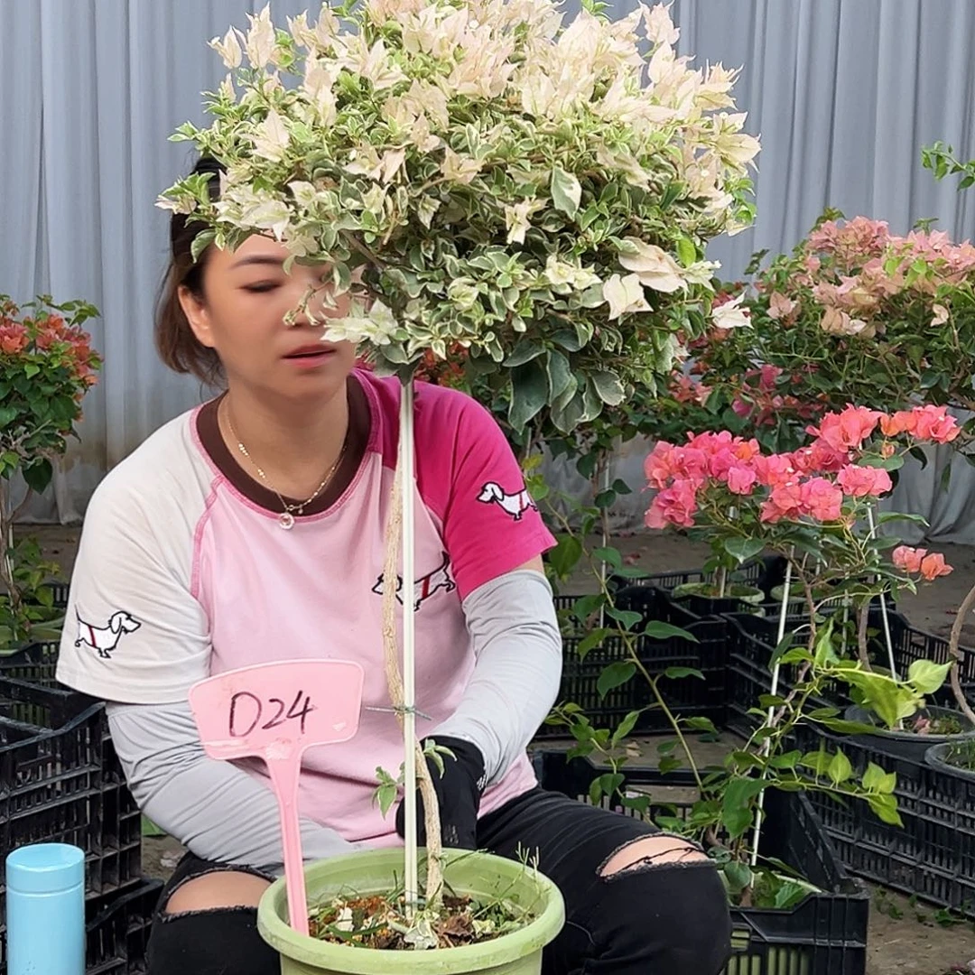 小***壳完全开放D24少女心