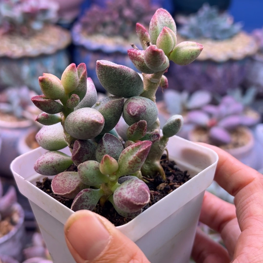 ＠***钱我们的生活方式就是这样一