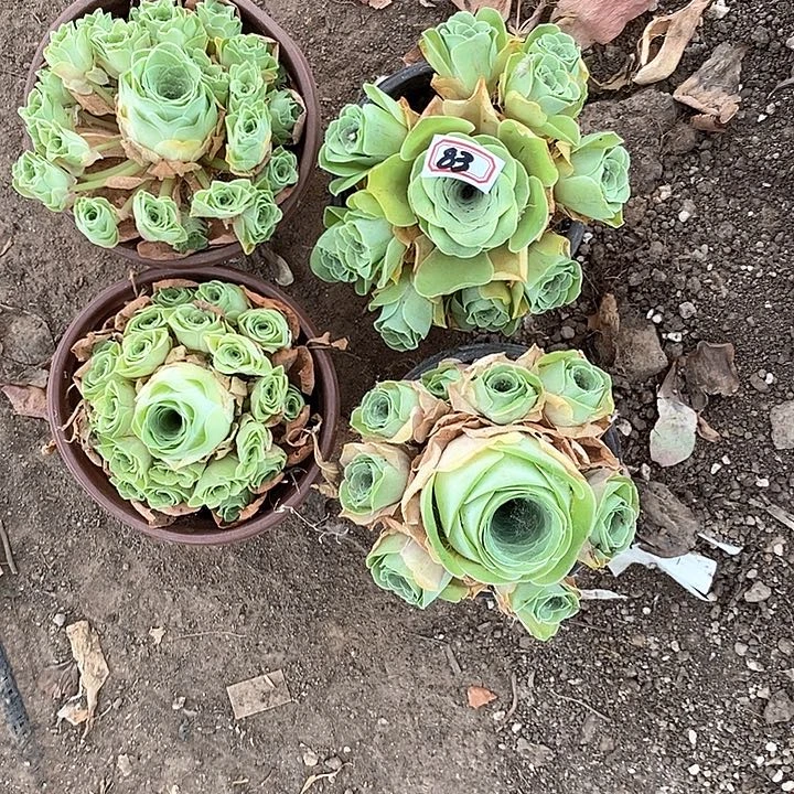 无花朵相*4颗玫瑰83号