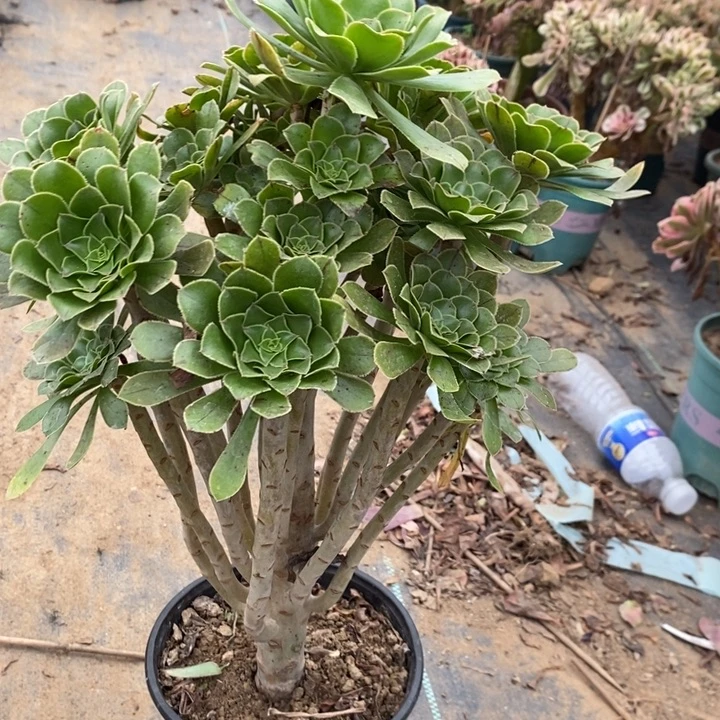 原始绿8多肉植物法师
