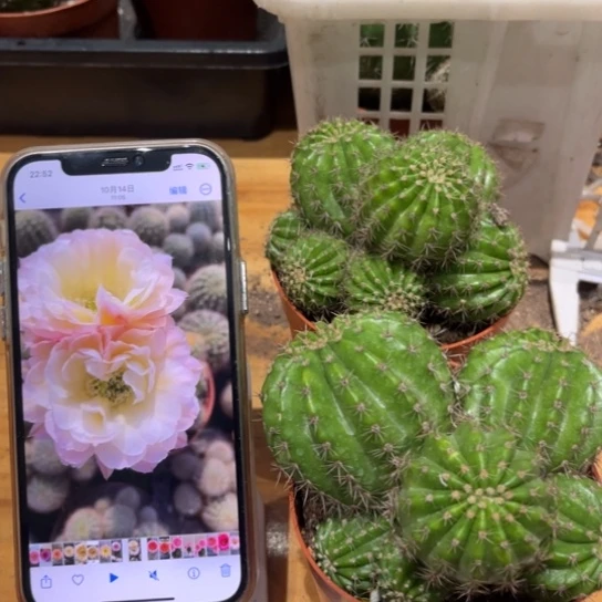 彩草比心多头群生