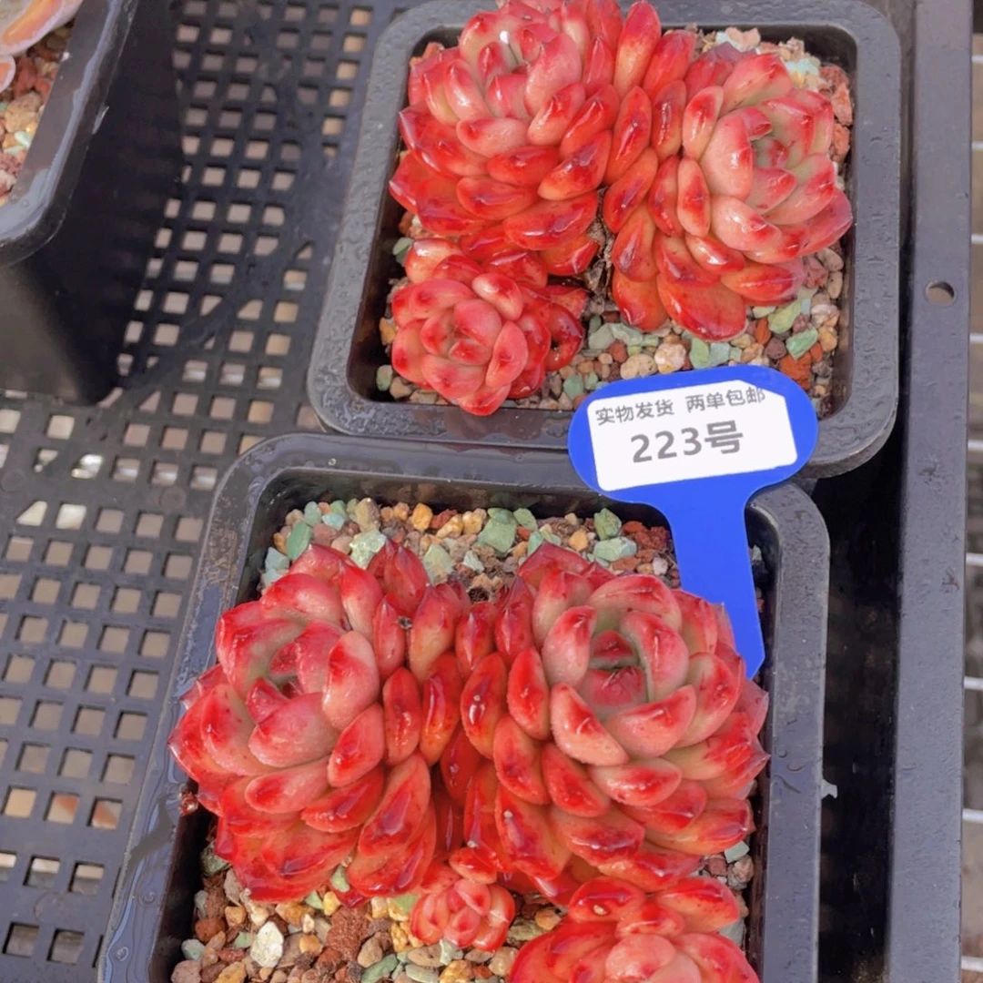 223号韩货母本tm大群一个