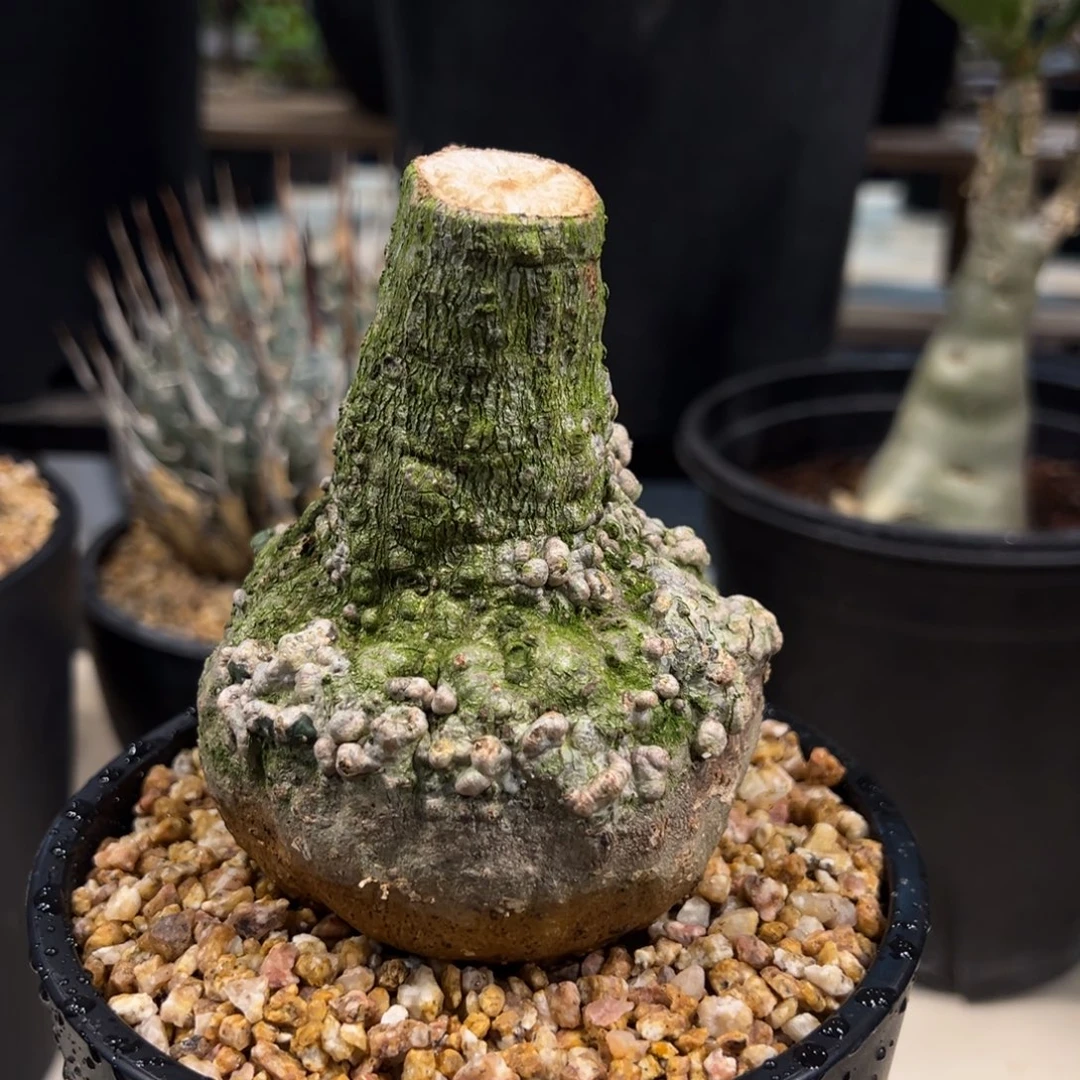 毛***财638西番莲块根植物脱土发货
