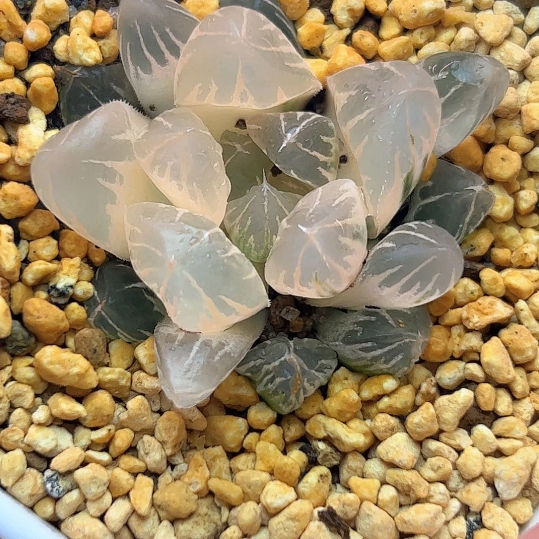 糊斑北极之光锦十二卷多肉