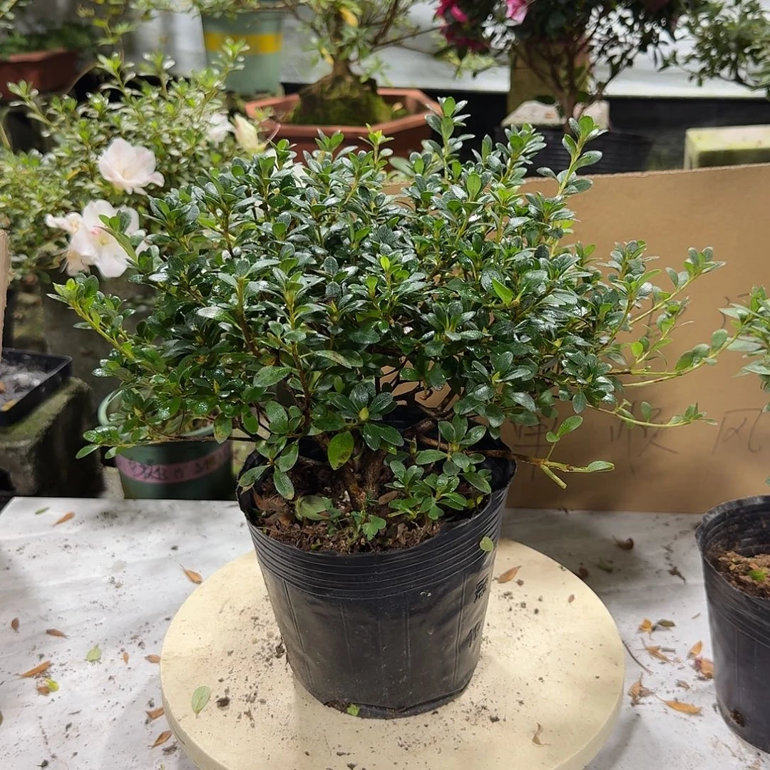 全部花苞娟之舞杜鹃花