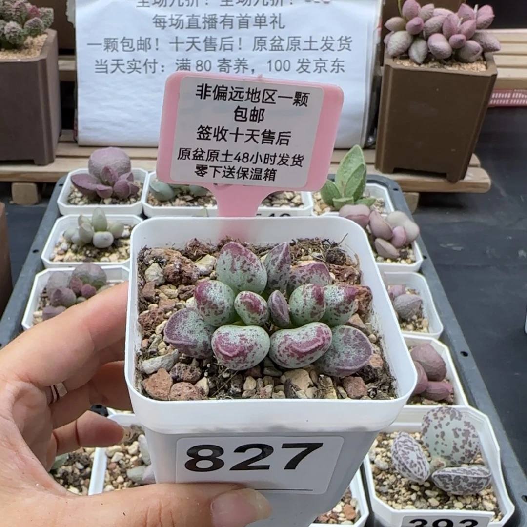 827艾薇多肉植物