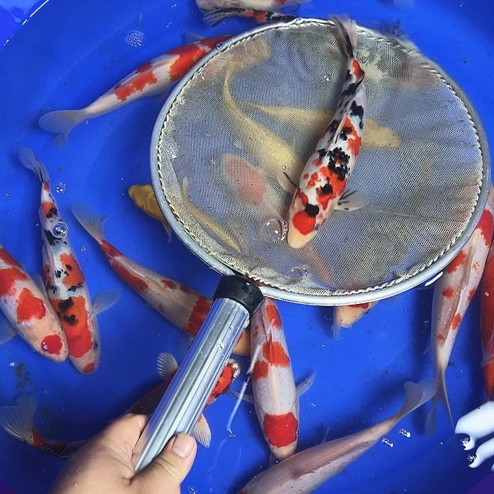 海水鱼锦鲤的尾巴和尾巴