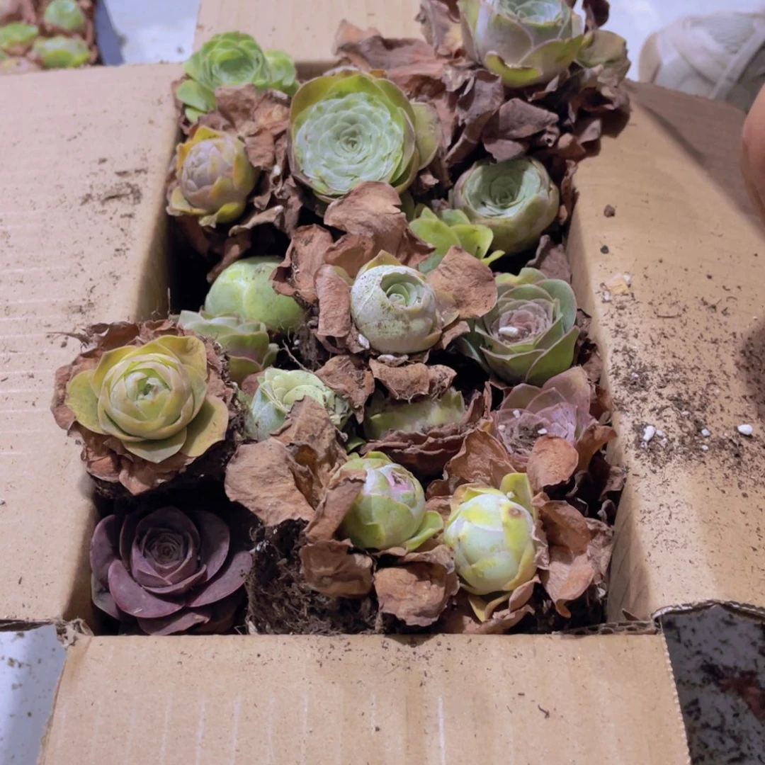 保底三十颗以上量拍888888