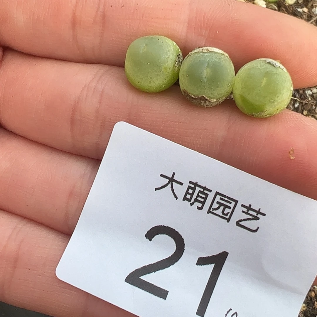 000021量拍3年日系红皮拉登3颗尺寸0.8上下略有干疤