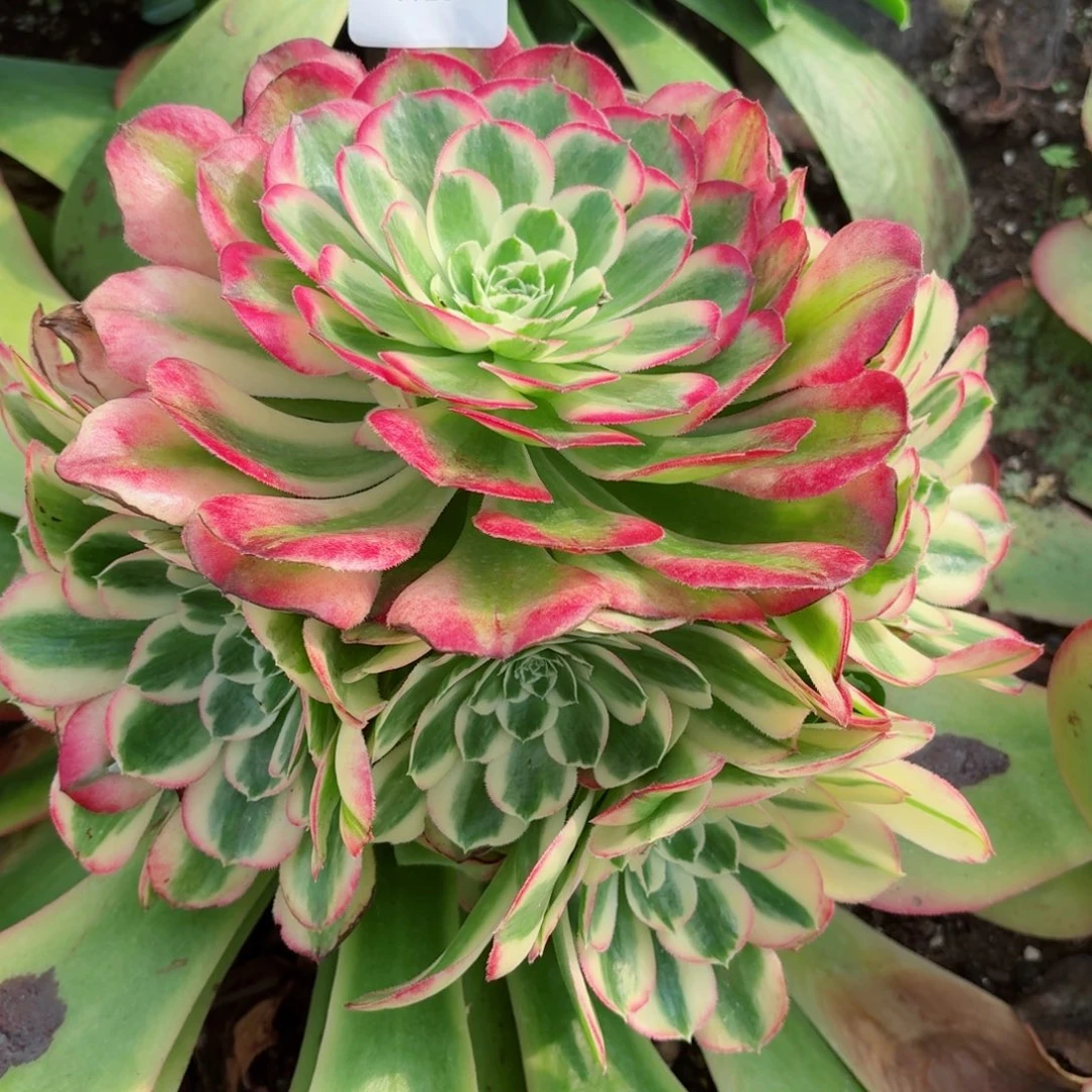 31法师锦多肉1126海棠发货