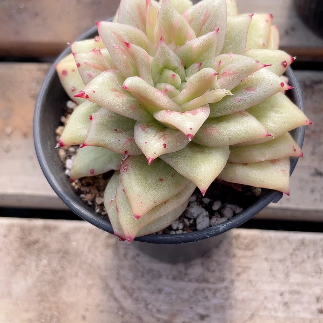 0410  蔷玛石化 六月六