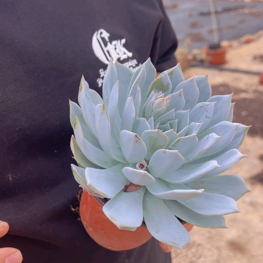 薄叶蓝鸟大单头老桩