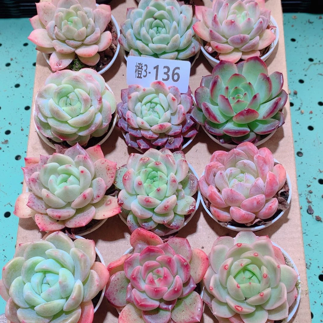 3-136一物一拍多肉带盆18颗