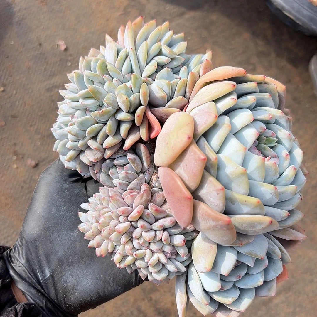 朵➕缀老庄0 00000000