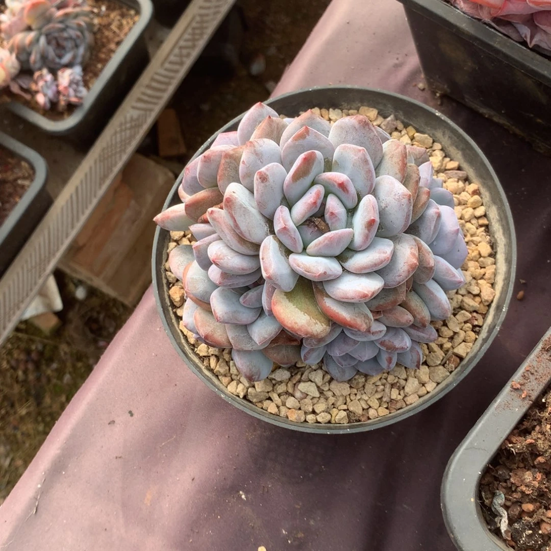 无花朵哈哈哈哈哈哈哈哈哈30